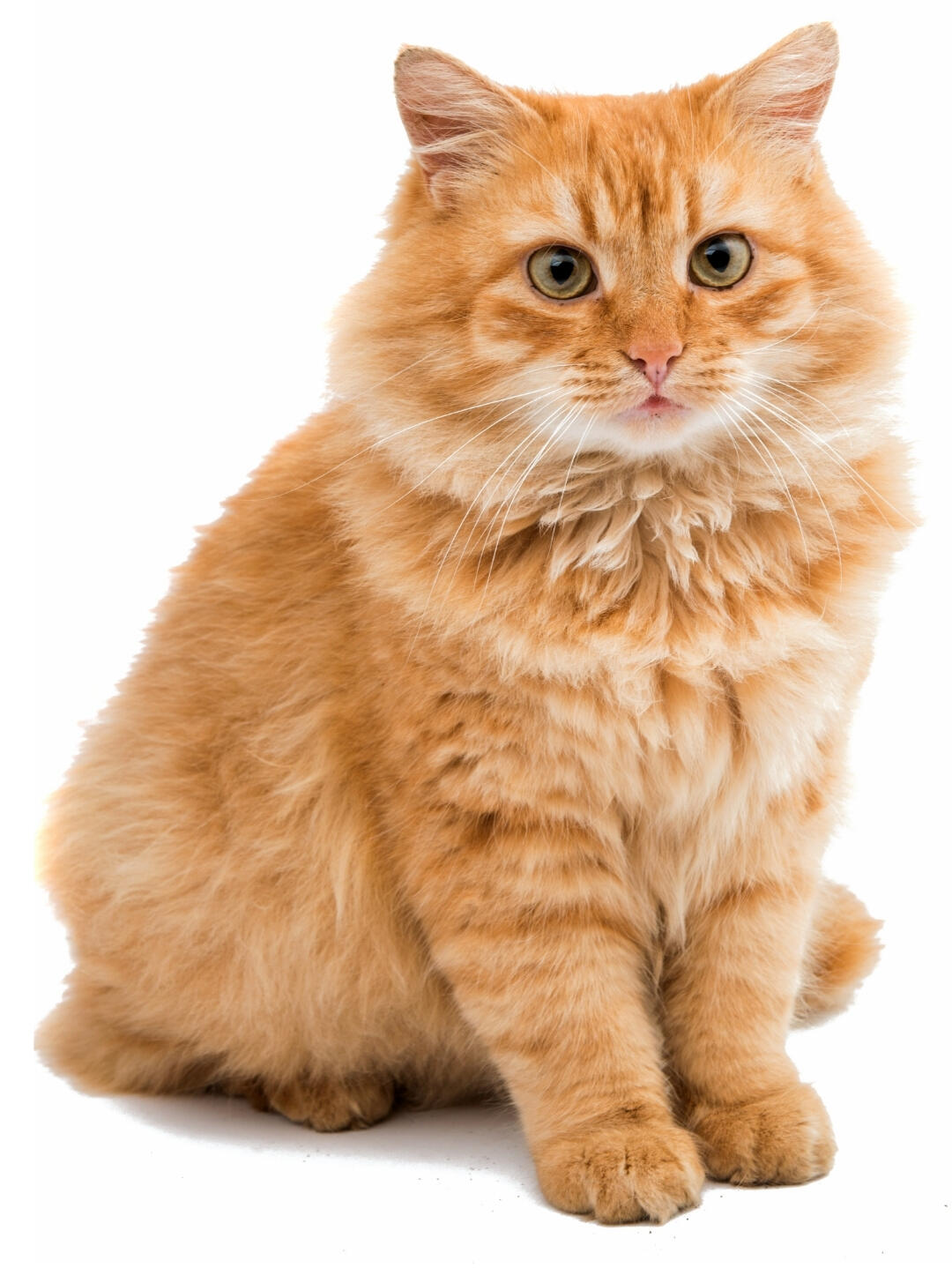 Sonoran Cat Care Orange tabby cat